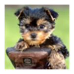 Logo of Cute dog, puppy android Application 